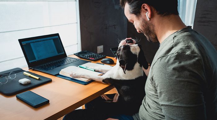 Hunde im Büro sollten gut erzogen sein und aufs Wort hören können. © Shutter Stock, Claudia K